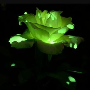 Meet your Posher, Janey